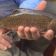 Gates Au Sable Lodge Fishing Report